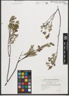 Foto von Salix repens L.
